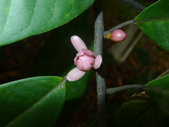 Magnolia odora