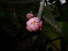 Magnolia odora