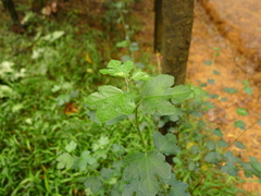 Urena procumbens