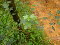 Urena procumbens