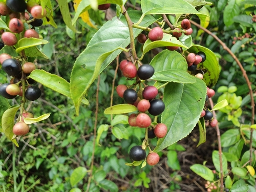 Rhamnus napalensis observed 2021-01-10