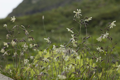 Silene saxatilis