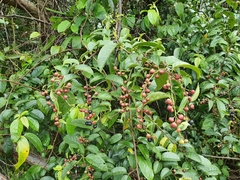 Rhamnus napalensis