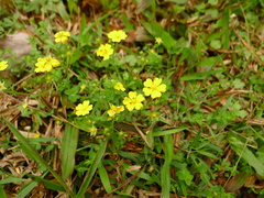 Potentilla kleiniana