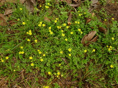 Potentilla kleiniana