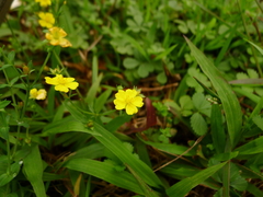 Potentilla kleiniana