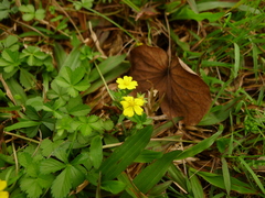 Potentilla kleiniana