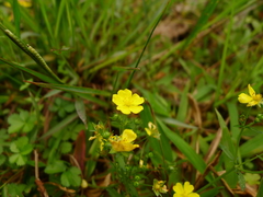Potentilla kleiniana