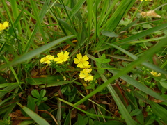 Potentilla kleiniana