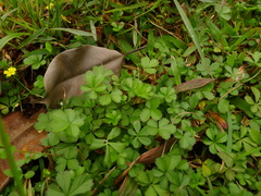 Potentilla kleiniana
