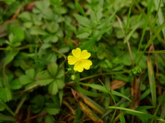 Potentilla kleiniana