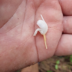 Didymoplexis pallens