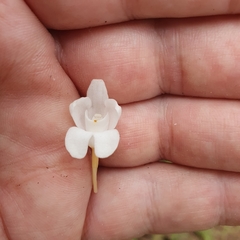 Didymoplexis pallens