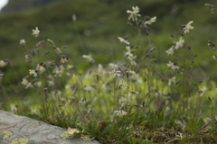 Silene saxatilis