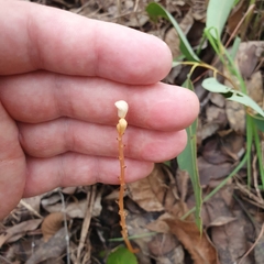 Didymoplexis pallens