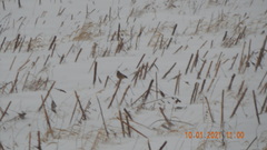 Coccothraustes coccothraustes