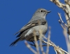 Townsend's Solitaire (Northern) - Photo (c) Sam Hough, some rights reserved (CC BY-NC), uploaded by Sam Hough