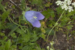 Campanula tridentata biebersteiniana