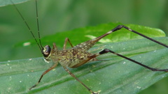 Paranisitra longipes