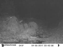 Bassariscus astutus flavus