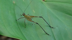Paranisitra longipes