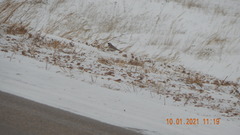 Eremophila alpestris
