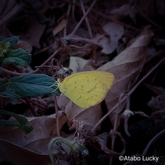 Eurema brigitta brigitta