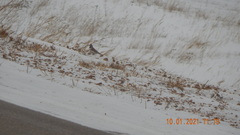 Eremophila alpestris