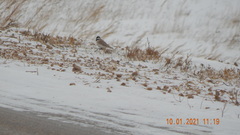 Eremophila alpestris