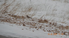 Eremophila alpestris