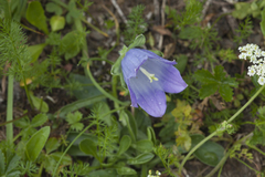 Campanula tridentata biebersteiniana