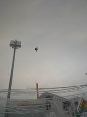 Columba livia