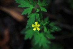 Ranunculus plebeius