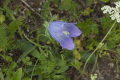Campanula tridentata biebersteiniana