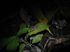 Cardiodactylus kondoi