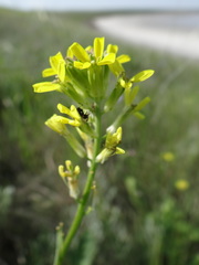 Erysimum virgatum