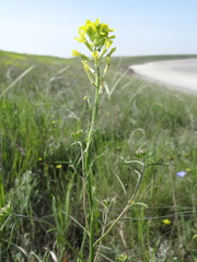 Erysimum virgatum