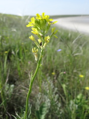 Erysimum virgatum