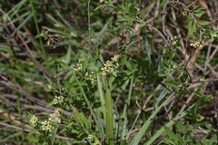 Nidorella ivifolia