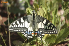 Papilio machaon