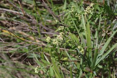 Nidorella ivifolia
