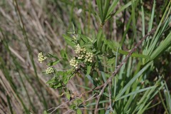 Nidorella ivifolia