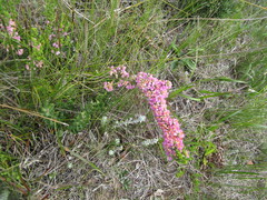 Erica chamissonis chamissonis