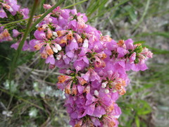 Erica chamissonis chamissonis