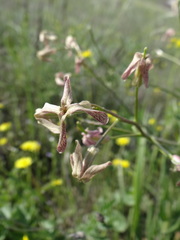 Hesperis tristis