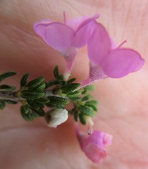 Erica chamissonis chamissonis