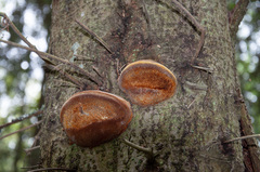Fomitiporia hartigii