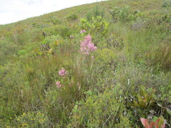 Erica chamissonis chamissonis
