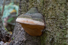 Fomitiporia hartigii