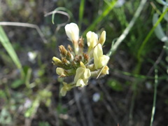Astragalus reduncus